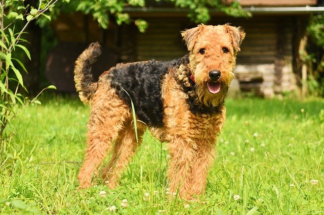 Airedale Terrier Mixes