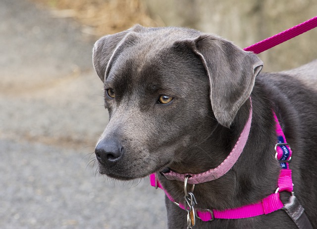 can puppies wear collars