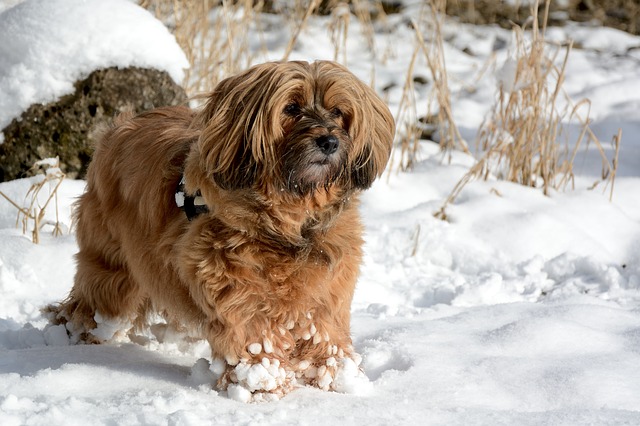 Tibetan Terrier