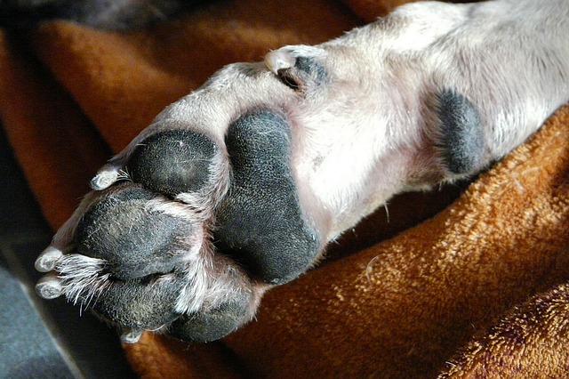 Cut fur outlet between paws