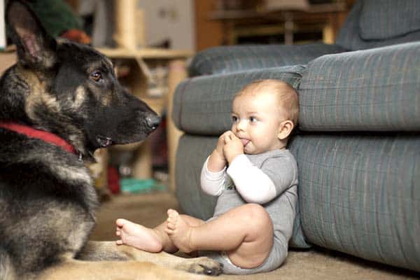 why do dogs react to babies crying