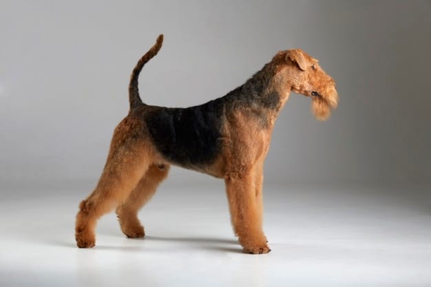 airedale terrier is a mixed breed