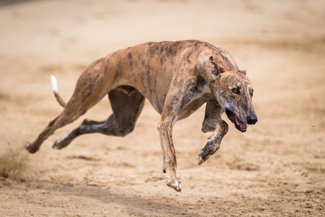 webbed dog feet vs non webbed