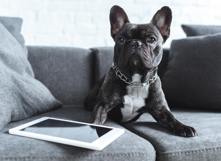 iPad Games for Dogs