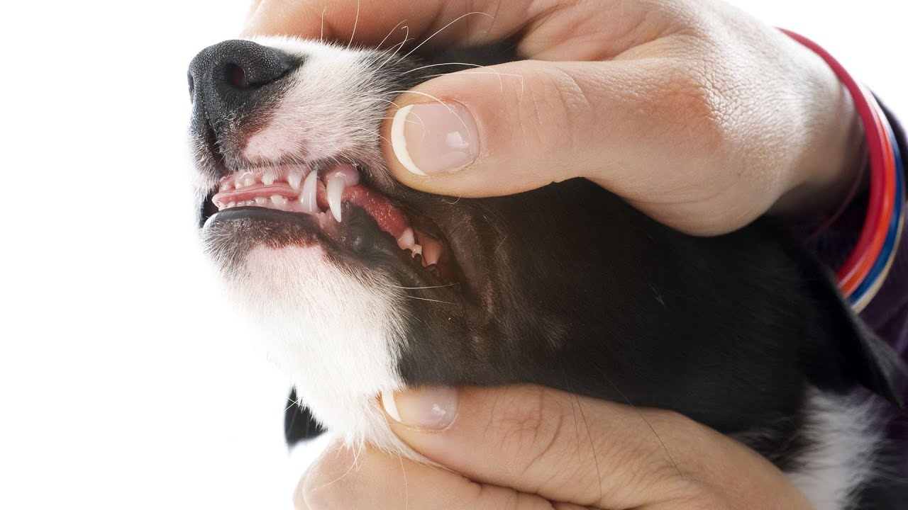 Puppy Teething Gels: Do They Work?