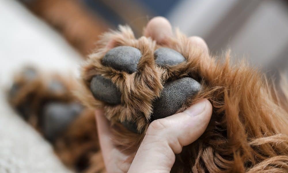 Should You Trim the Hair between a Dog’s Pads?