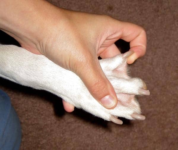 do pitbulls have webbed paws