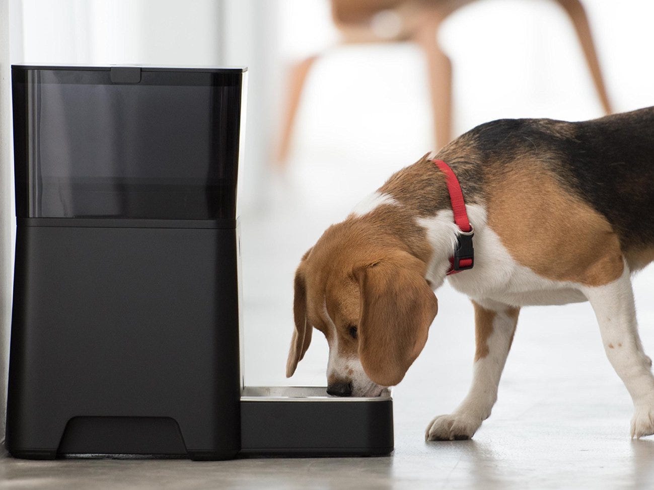 12 Best WiFi Dog Feeders: Keep Your Hound Fed on Time