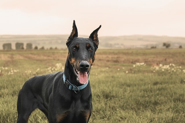 which dog has longest tail