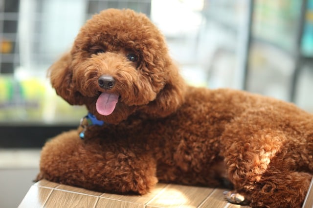 puppy cut for toy poodle