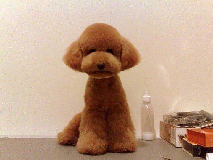 how to do a poodle puppy clip