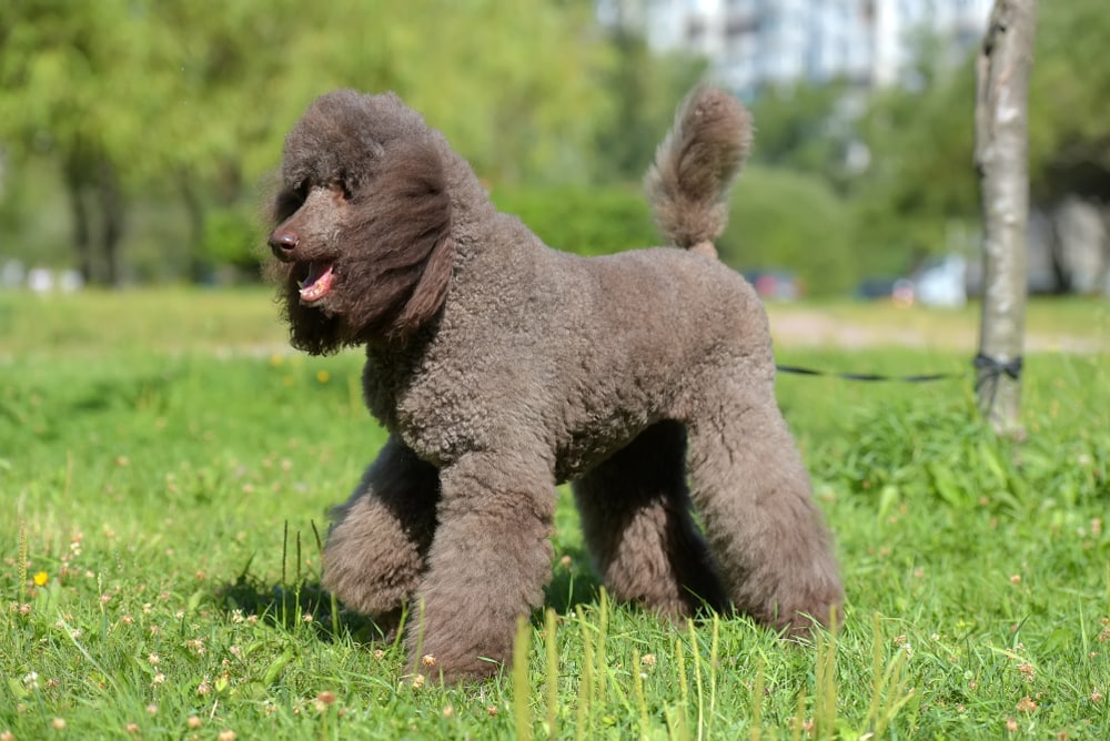 how to do a poodle puppy clip