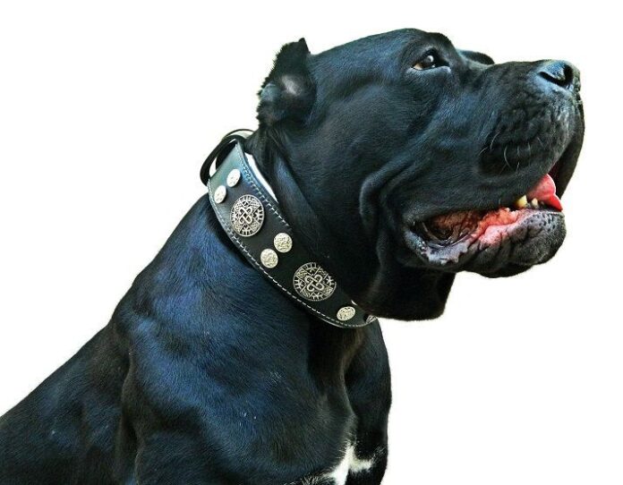 3 Inch Wide Dog Collars