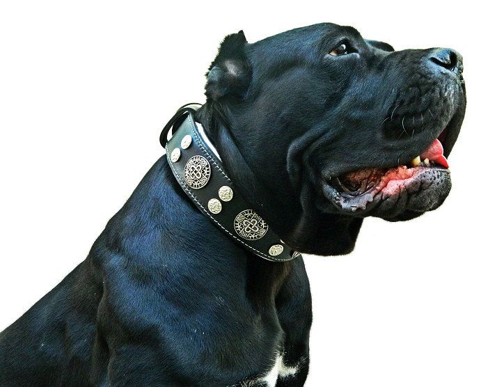 Best 3 Inch Wide Dog Collars
