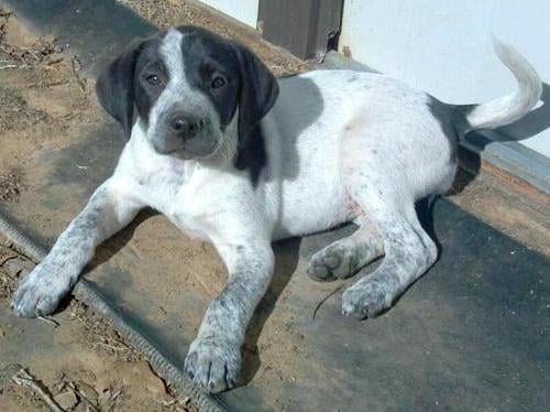 Blue Tick Hound Black Lab Mix