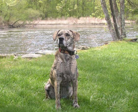 Pros and Cons of Owning a Bluetick Coonhound Lab Mix