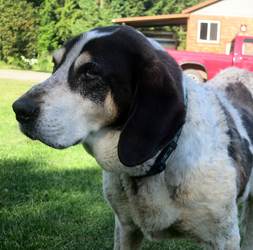 bluetick coonhound black lab mix