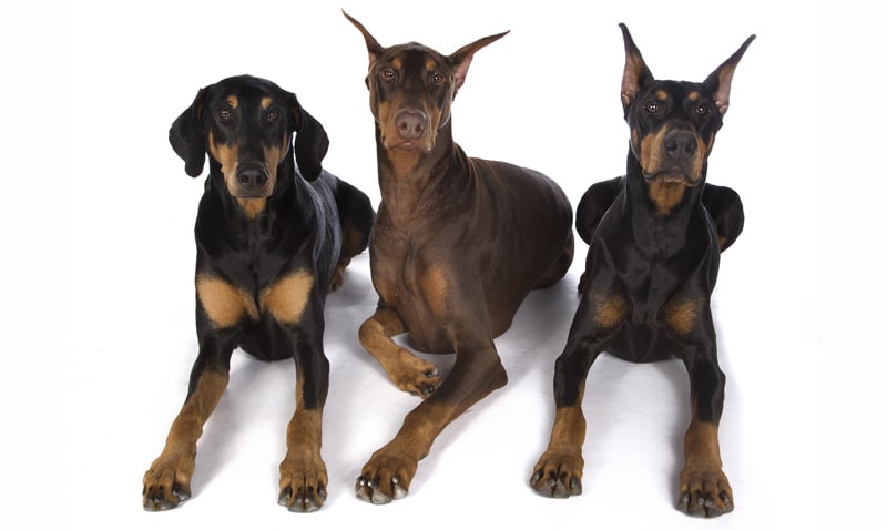 what is doberman ear cropping