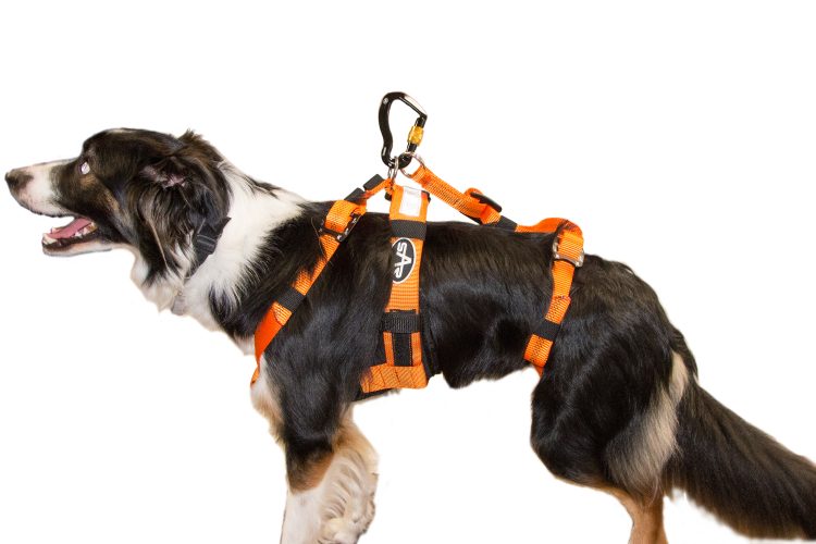 search and rescue dog harness