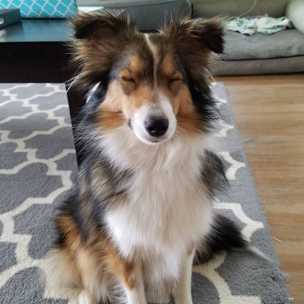 Sheltie mini aussie store mix