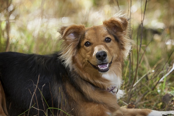 Is Sheltie Aussie Mix the Right Crossbreed for You?