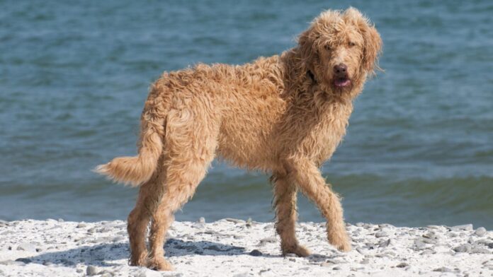 Pros and Cons of Owning a Vizsla Poodle Mix