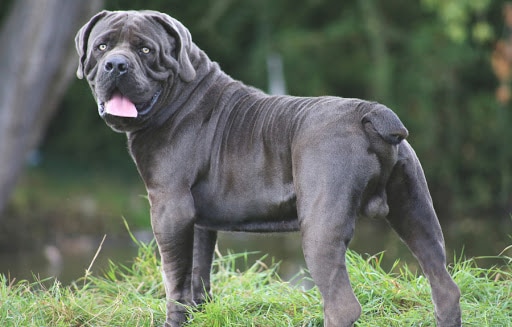 boerboel-colors-guide-to-desirable-and-disqualified-colors-healthy