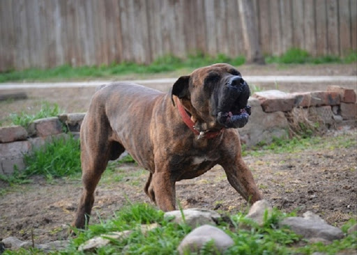 is the boerboel considered aggressive