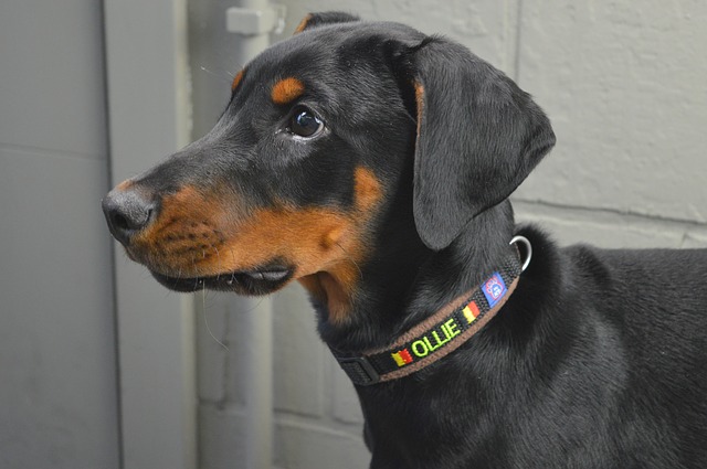 12 Black and Orange Dogs That Turn Heads Healthy Homemade Dog Treats