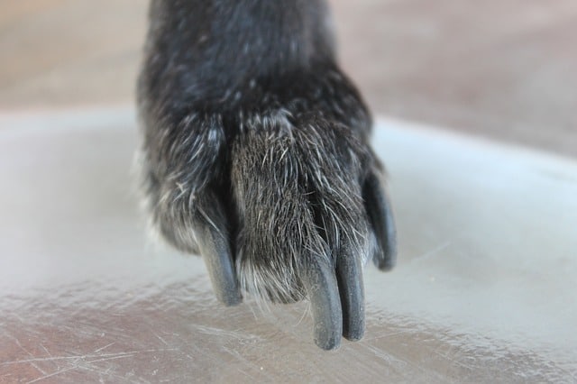 How to Find the Quick on Black Dog Nails - Healthy Homemade Dog Treats
