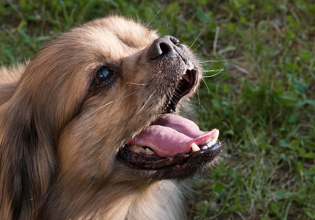Do Puppies Swallow Their Baby Teeth? (& Other Teething FAQs)