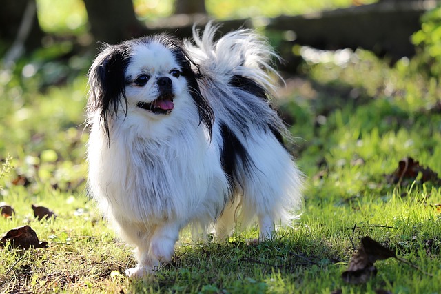 Japanese Chin Mix