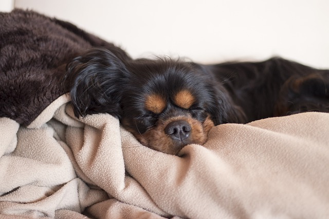Best Material for Dog Blankets: Guide for First-Time Buyers