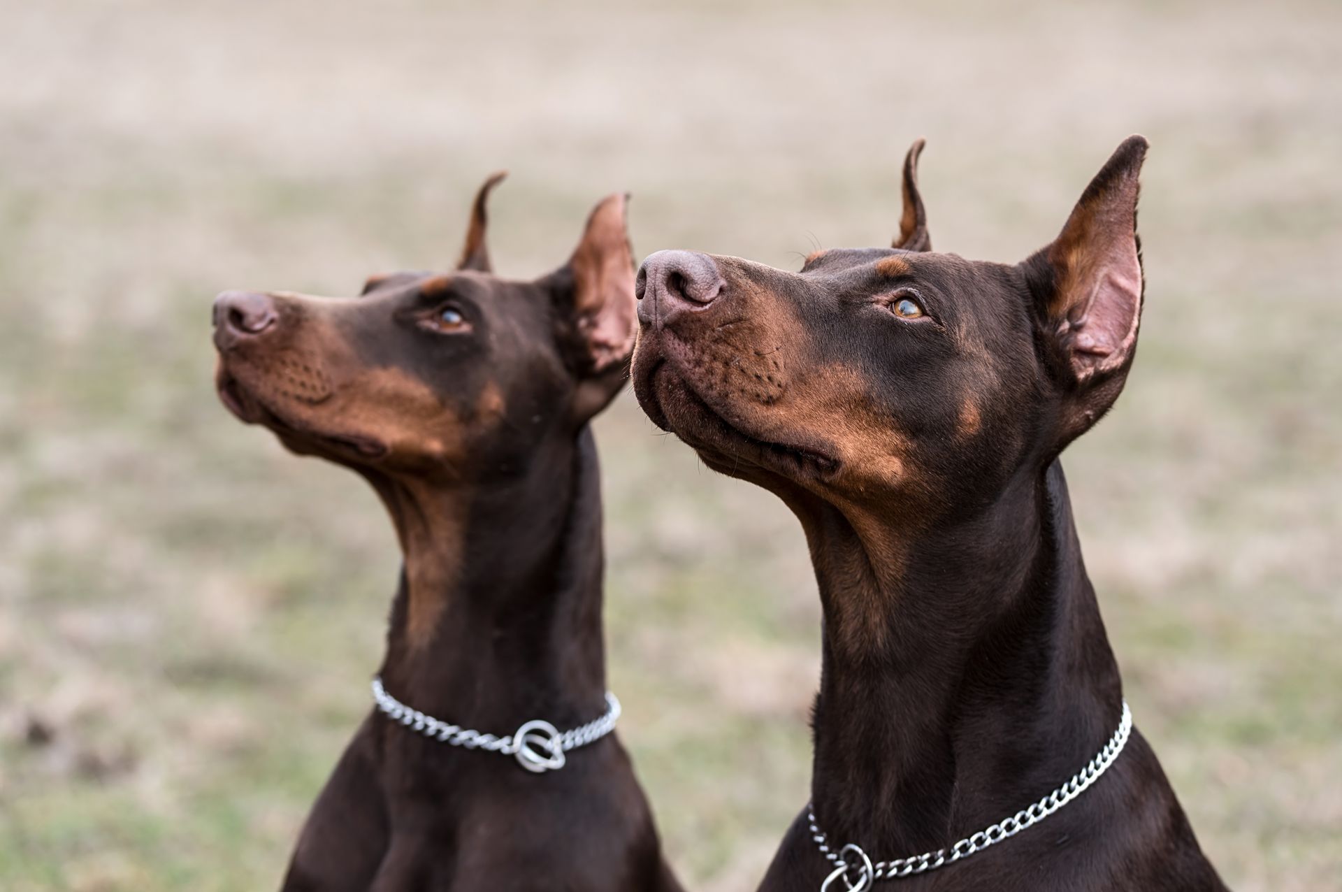 How long does it take for doberman ears to stand How To Crop Dog Ears At Home Healthy Homemade Dog Treats