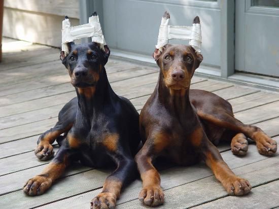 do dobermans ears stand all the time