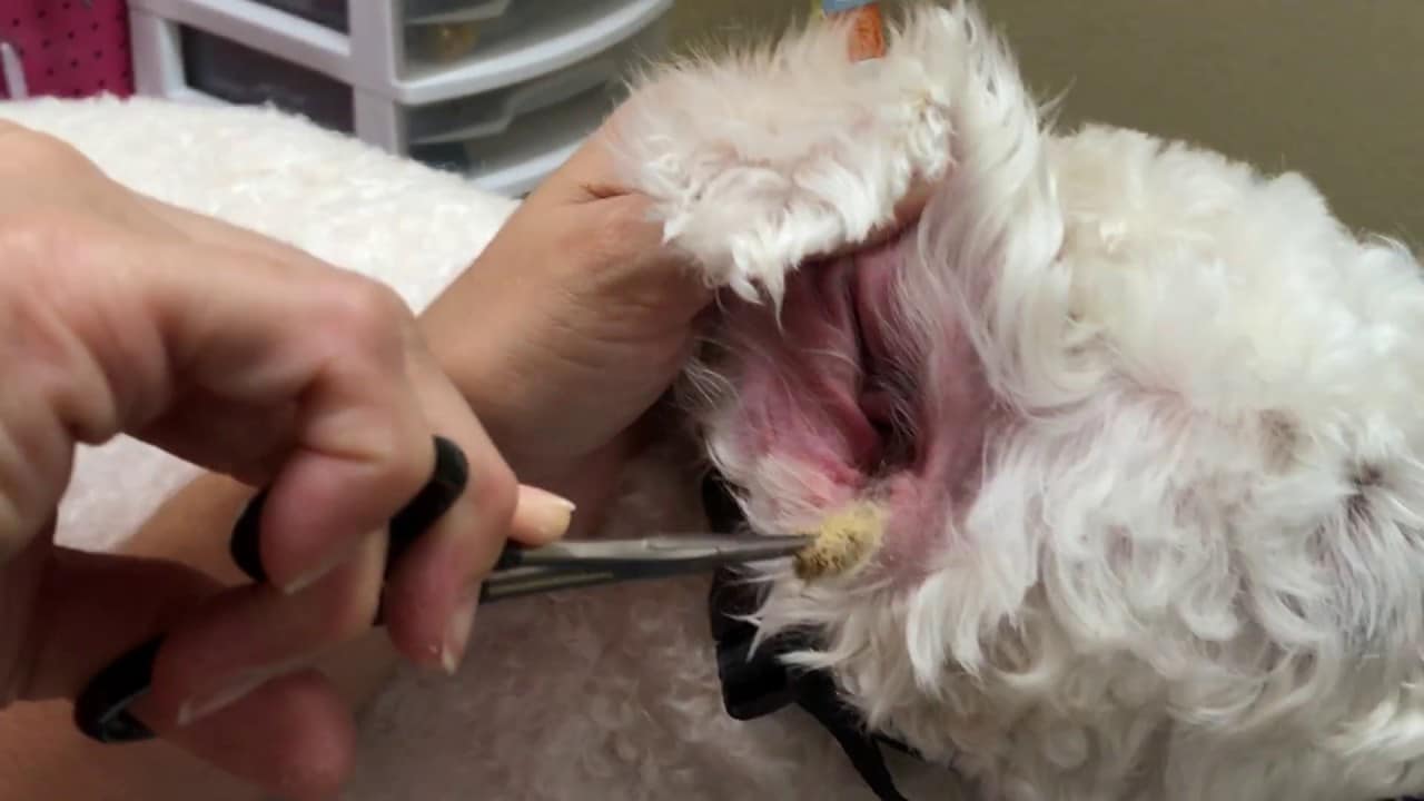 How to Pluck Dog Ear Hair: Guide for First-Time Dog Owners