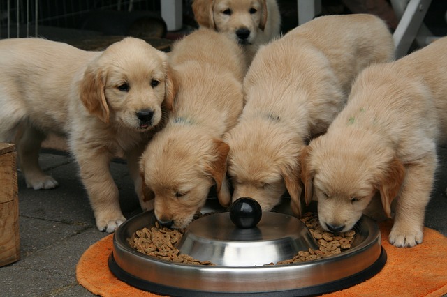 When Should You Switch A Puppy to 2 Meals A Day?