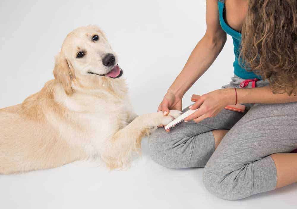 Why You Should be Filing Dog Nails Instead of Clipping