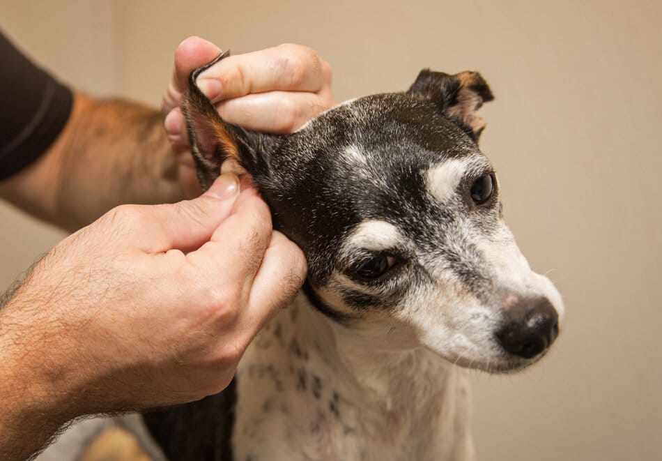 8 Best Dog Ear Hair Removal Powder
