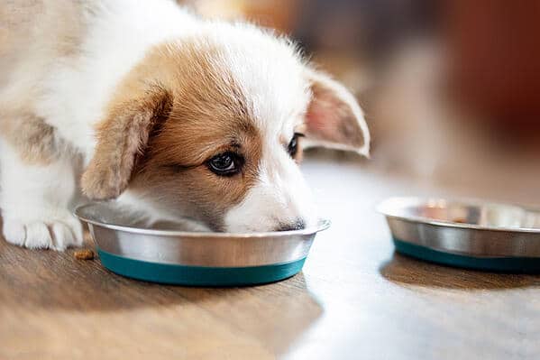 when should puppies start eating dry food