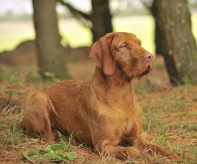 Vizsla doodle hot sale puppies