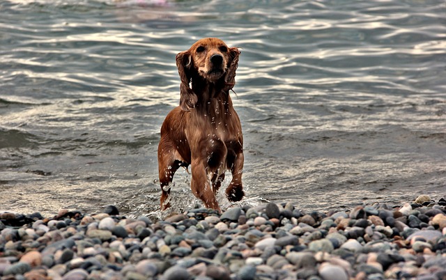 Working Cocker Spaniel