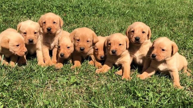 How to Get More Female Puppies in a Litter