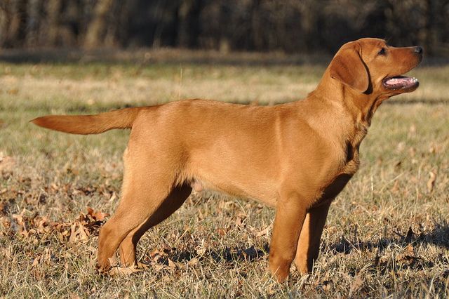 Labrador clearance red tail