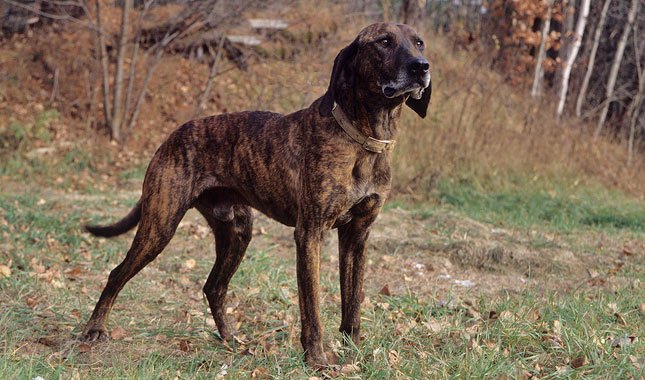 Do Plott Hounds have Webbed Feet?