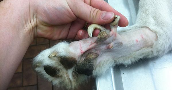 what to do if your dogs dew claw is hanging off