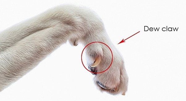 dew claw dog hind leg