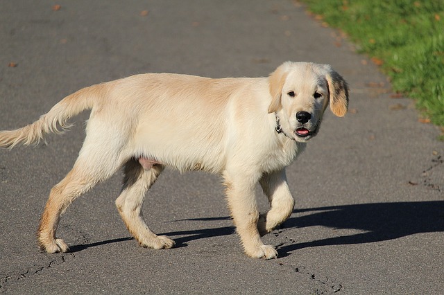 What You Should Expect From a 6 Month Old Golden Retriever