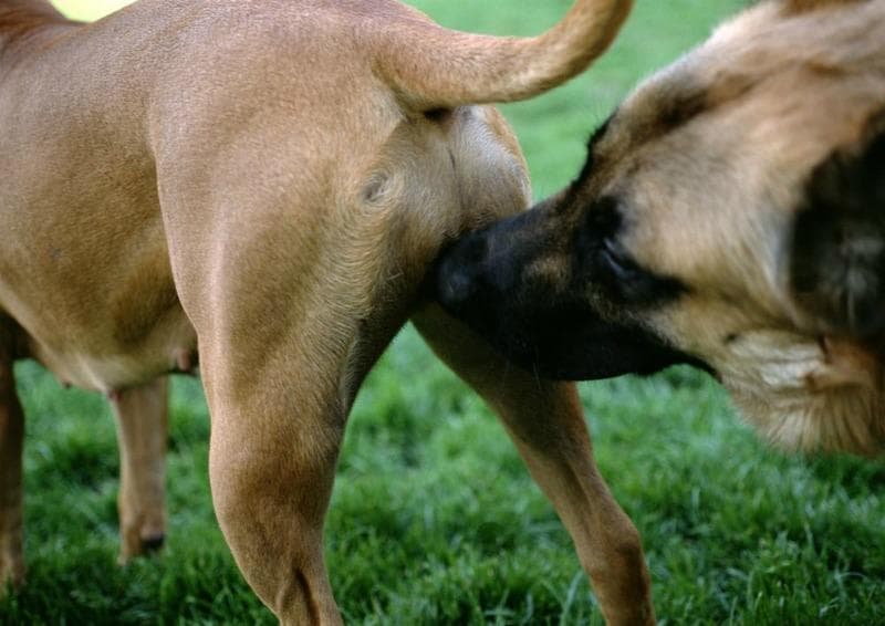 Do female dogs smell like fish when in heat?