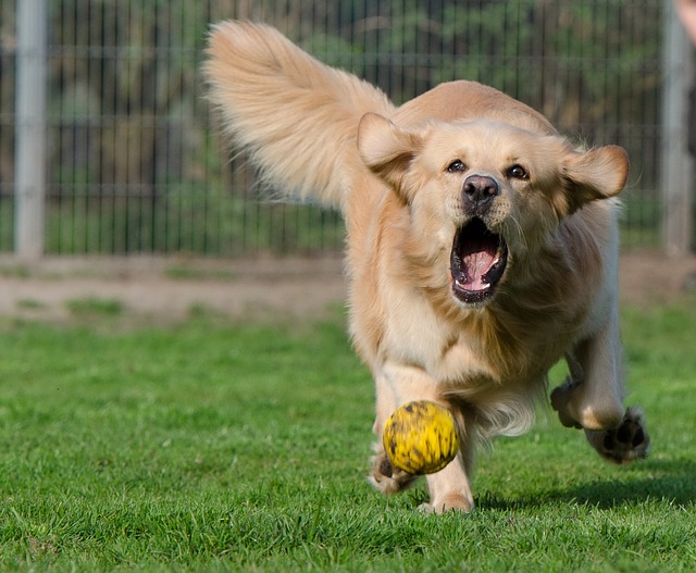 how much should a 6 month old male golden retriever weigh